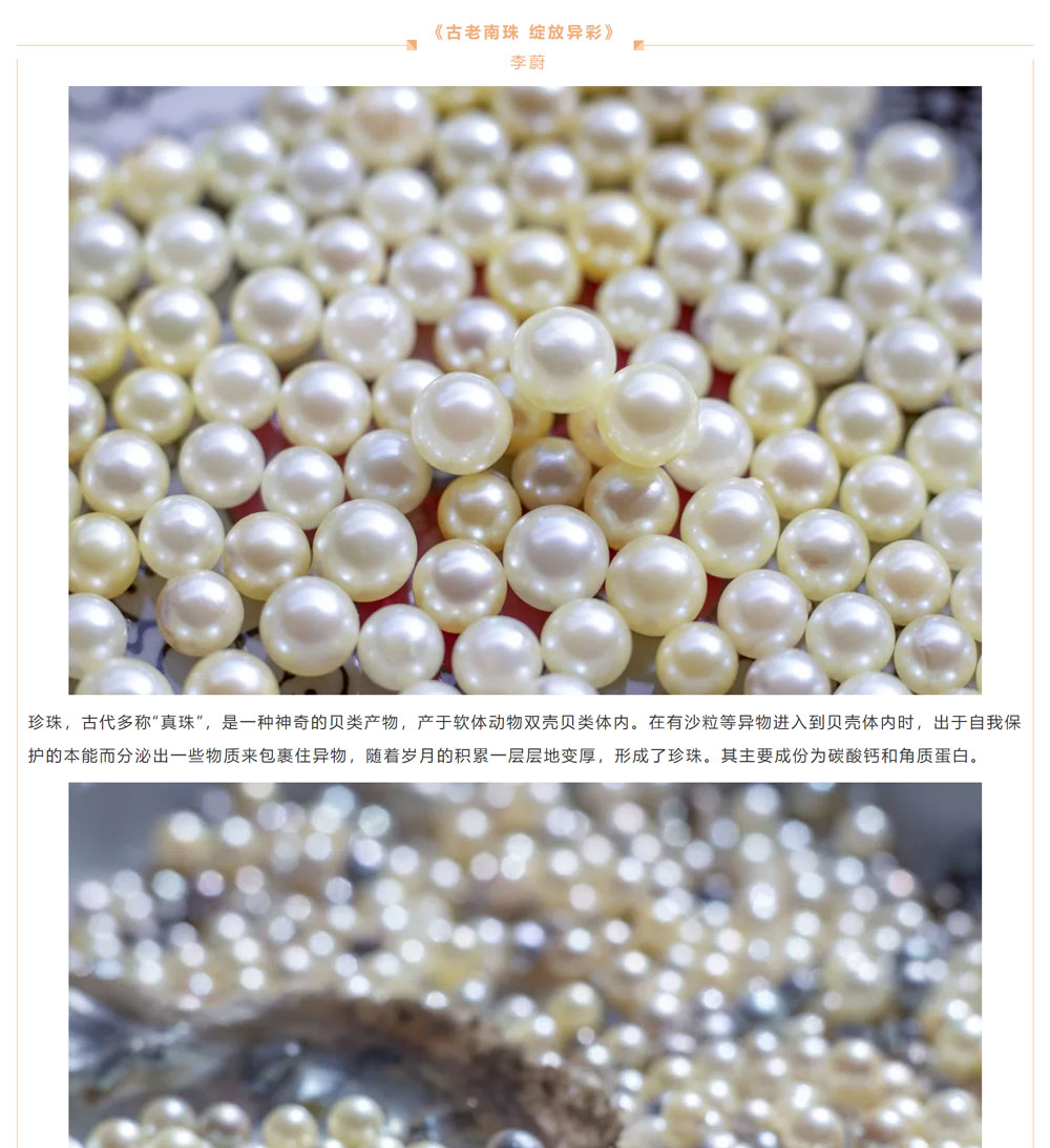 古老南珠，綻放異彩